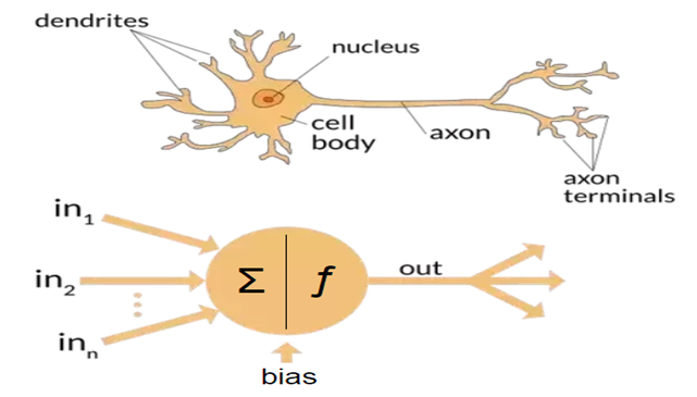 Artificial and Biological Neural Networks 